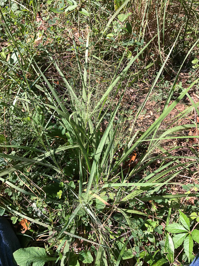 image of Eragrostis spectabilis, Purple Lovegrass, Tumblegrass