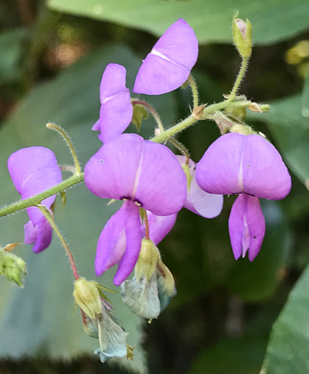 Desmodium canescens, Hoary Tick-trefoil