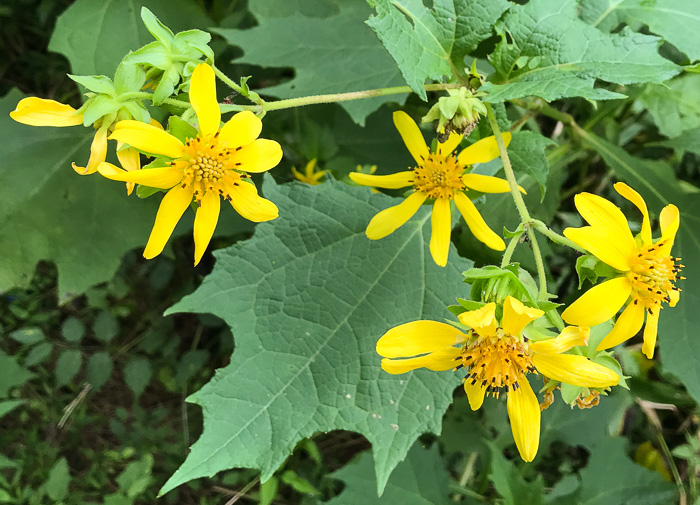 image of Smallanthus uvedalia, Bearsfoot, Hairy Leafcup, Yellow Leafcup