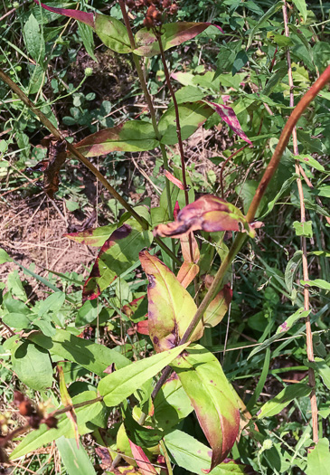 image of Penstemon australis, Downy Beardtongue, Sandhill Beardtongue, Southern Beardtongue, Southeastern Beardtongue