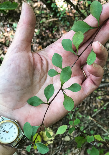 image of Berberis thunbergii, Japanese Barberry