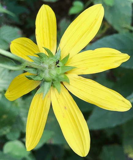 image of Helianthus strumosus, Roughleaf Sunflower, Paleleaf Woodland Sunflower, Paleleaf Sunflower