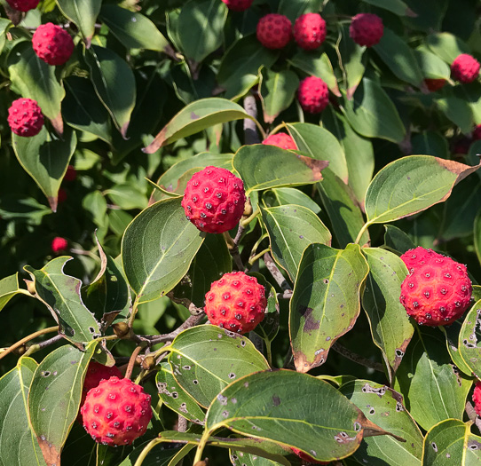 image of Benthamidia japonica, Kousa Dogwood