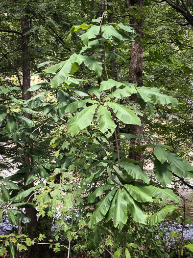 image of Magnolia tripetala, Umbrella Magnolia, Umbrella-tree