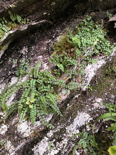 image of Asplenium trichomanes, Maidenhair Spleenwort