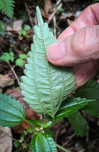 image of Pilea pumila, Greenfruit Clearweed, Richweed, Coolwort, Canadian Clearweed