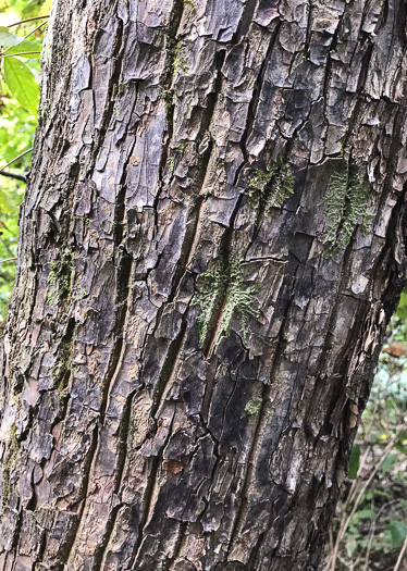 image of Halesia tetraptera var. monticola, Mountain Silverbell