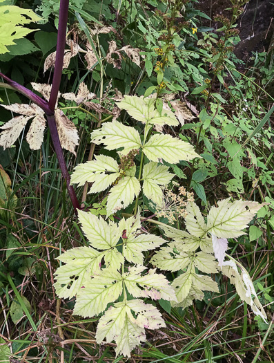 image of Angelica triquinata, Mountain Angelica, Appalachian Angelica, Filmy Angelica