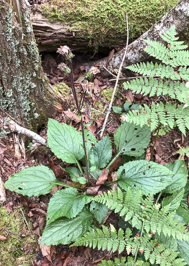 image of Rugelia nudicaulis, Rugel's Ragwort, Rugelia, Rugel's Indian-plantain