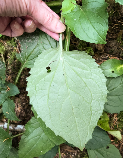 image of Rugelia nudicaulis, Rugel's Ragwort, Rugelia, Rugel's Indian-plantain