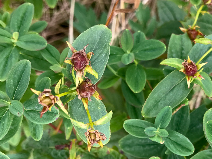 image of Hypericum graveolens, Mountain St. Johnswort