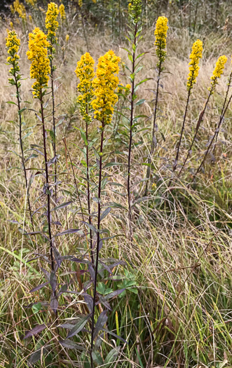 image of Solidago roanensis, Roan Mountain Goldenrod