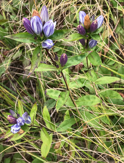 image of Gentiana decora, Appalachian Gentian, Showy Gentian