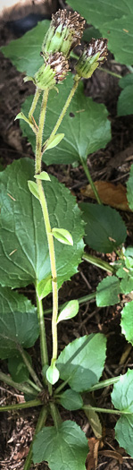 image of Rugelia nudicaulis, Rugel's Ragwort, Rugelia, Rugel's Indian-plantain