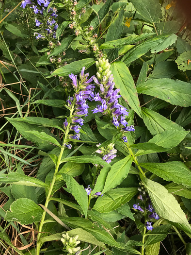 image of Lobelia siphilitica, Great Blue Lobelia