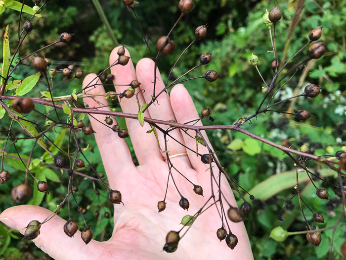 image of Scrophularia marilandica, Eastern Figwort, Carpenter's Square, Late Figwort