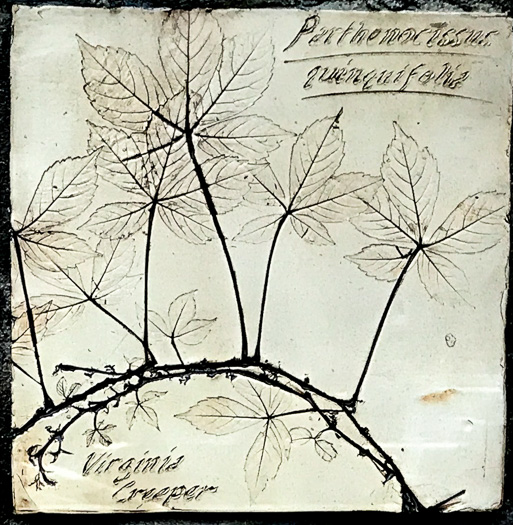 image of Parthenocissus quinquefolia, Virginia Creeper