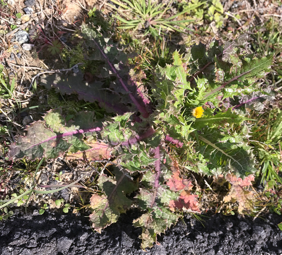 image of Sonchus asper, Prickly Sowthistle, Spiny-leaf Sowthistle