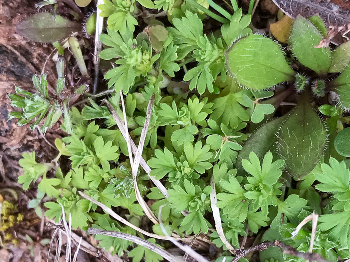 image of Aphanes australis, Parsley-piert, slender parsley piert