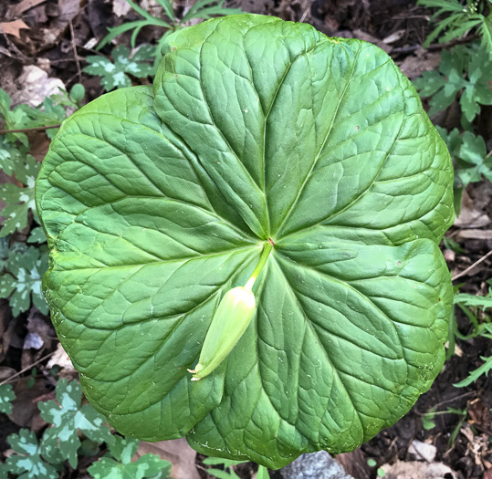 image of Trillium simile, Sweet White Trillium, Confusing Trillium, Jeweled Trillium