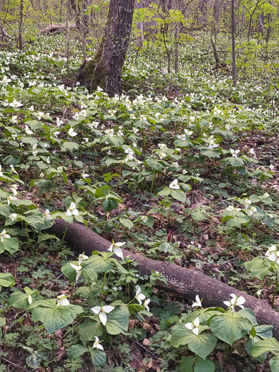 image of Trillium simile, Sweet White Trillium, Confusing Trillium, Jeweled Trillium