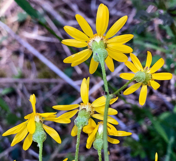 Packera aurea, Golden Ragwort, Heartleaf Ragwort, Golden Groundsel