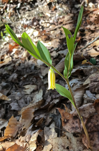 image of Uvularia sessilifolia, Wild-oats, Sessile-leaf Bellwort, Straw-lily