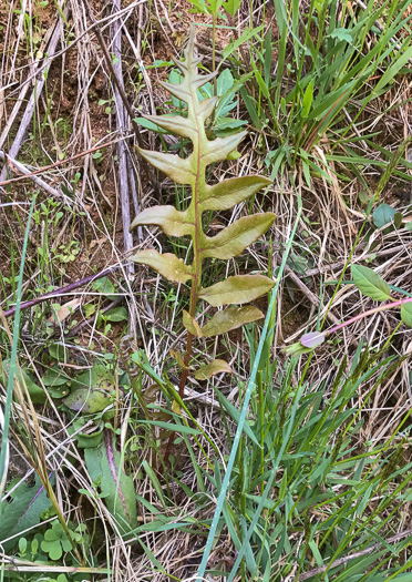 image of Lorinseria areolata, Netted Chain-fern, Net-veined Chainfern