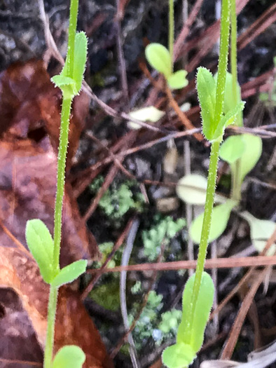 image of Valerianella radiata, Beaked Cornsalad