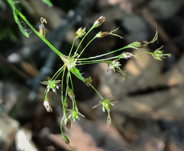 image of Luzula acuminata var. carolinae, Carolina Woodrush, Southern Hairy Woodrush