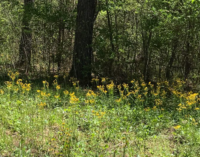 image of Packera aurea, Golden Ragwort, Heartleaf Ragwort, Golden Groundsel