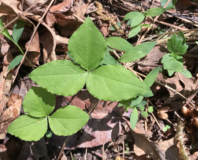 image of Arisaema triphyllum, Common Jack-in-the-Pulpit, Indian Turnip