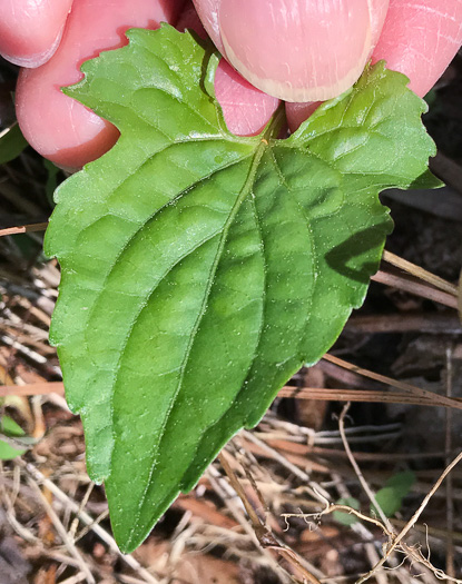 image of Viola palmata var. palmata, Wood Violet, Southern Three-lobed Violet