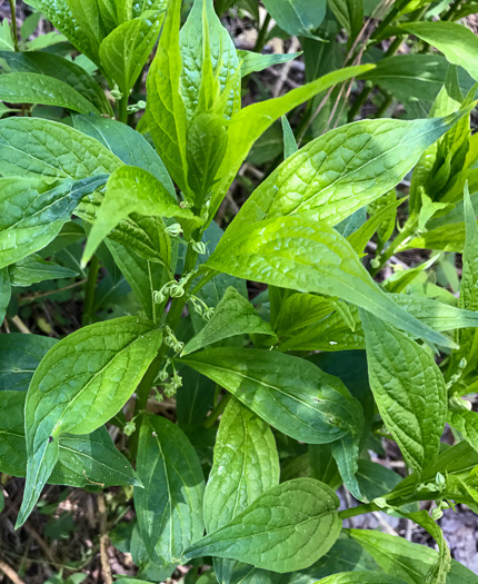 image of Cubelium concolor, Eastern Green-violet