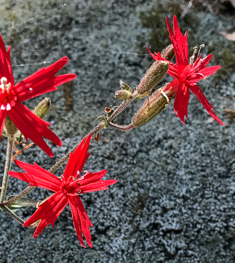 image of Silene virginica var. virginica, Fire-pink