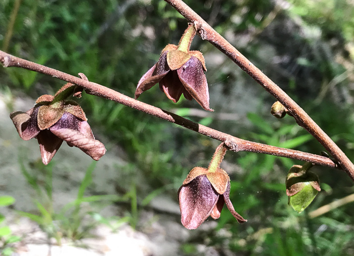 image of Asimina triloba, Common Pawpaw, Indian-banana