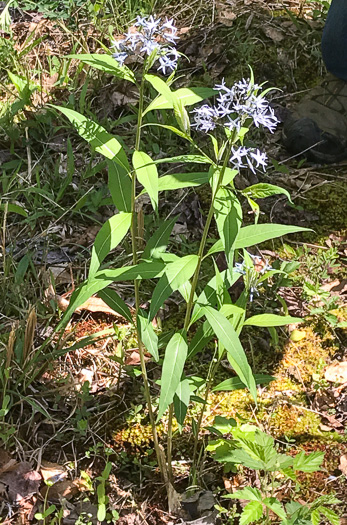 image of Amsonia tabernaemontana, Eastern Bluestar, Blue Dogbane, Wideleaf Bluestar