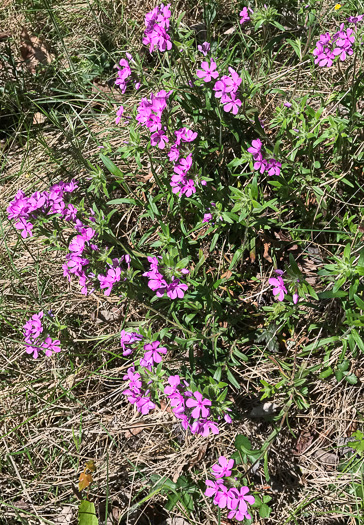 image of Phlox amoena, Hairy Phlox, Chalice Phlox