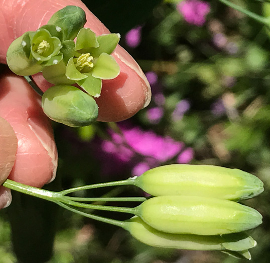 Smooth Solomon's Seal