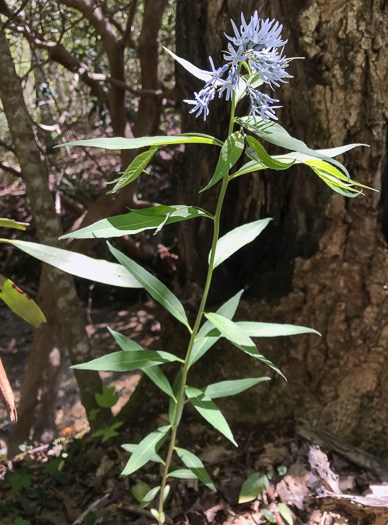 image of Amsonia tabernaemontana, Eastern Bluestar, Blue Dogbane, Wideleaf Bluestar