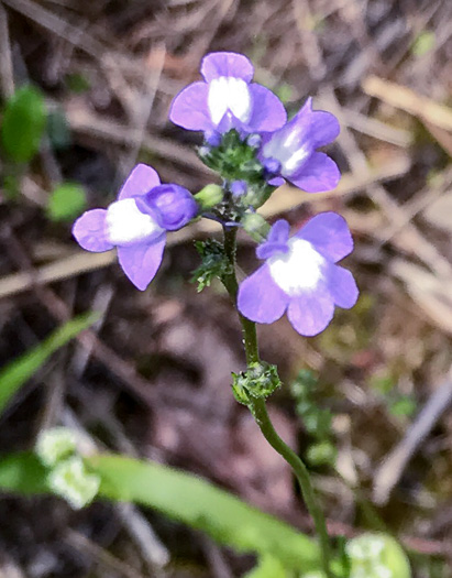 image of Linaria canadensis, Oldfield Toadflax, Common Toadflax, Canada Toadflax