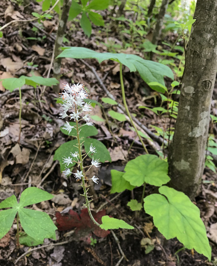 image of Tiarella austrina, Escarpment Foamflower, Southern Foamflower