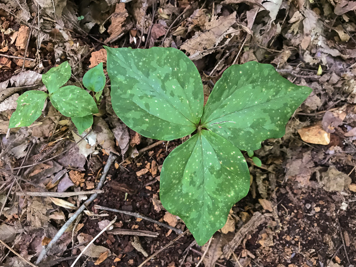 image of Trillium cuneatum, Little Sweet Betsy, Purple Toadshade