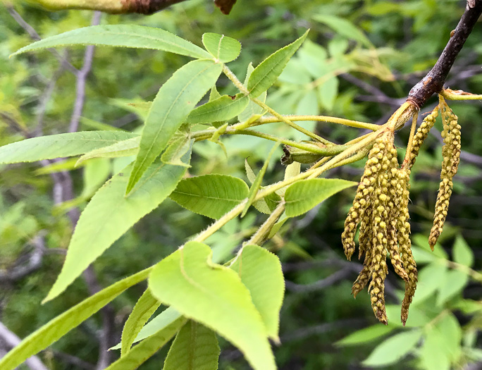 catkin