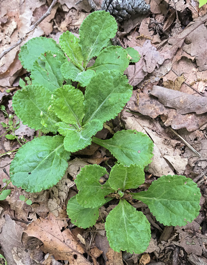 image of Packera obovata, Roundleaf Ragwort, Roundleaf Groundsel, Spatulate-leaved Ragwort, Running Ragwort