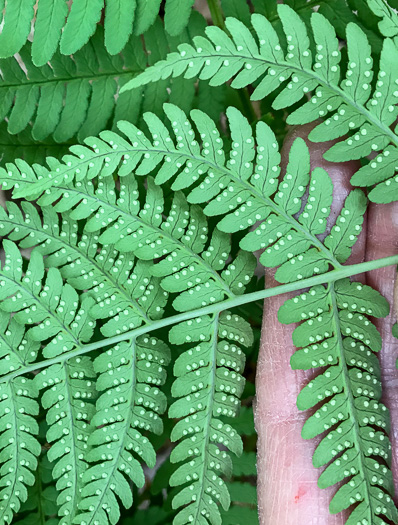 image of Dryopteris marginalis, Marginal Woodfern, Marginal Shield-fern