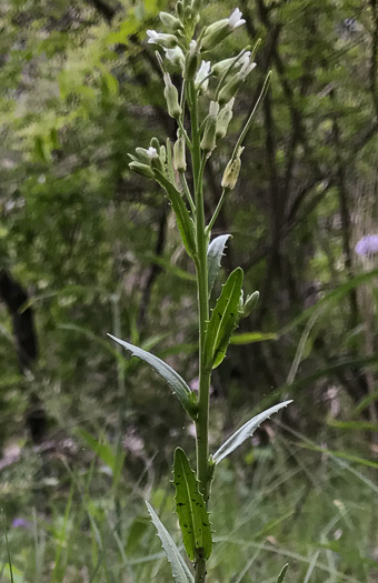 image of Borodinia missouriensis, Missouri Rockcress