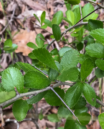 Oneflower Hawthorn