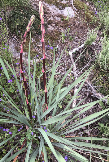 image of Yucca filamentosa, Beargrass, Spoonleaf Yucca, Curlyleaf Yucca