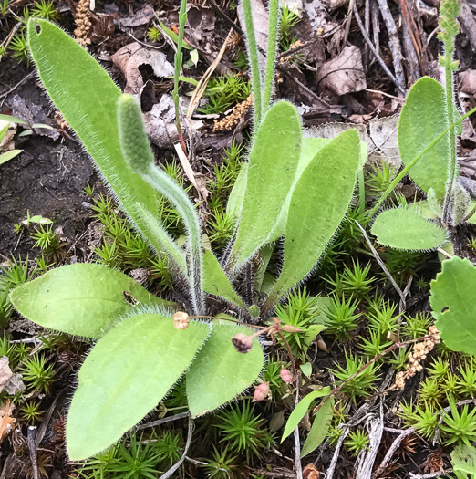 Plantago virginica, Virginia Plantain, Southern Plantain, Paleseed Plantain, Hoary Plantain